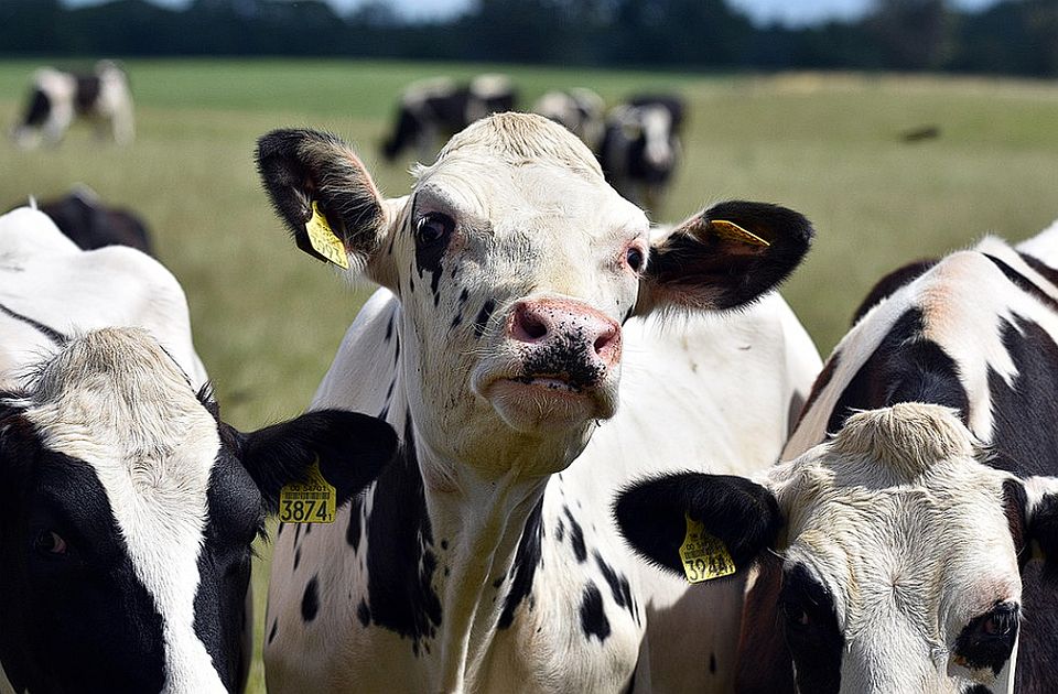 Stočarstvo u Srbiji "zlatnog doba": Više od 50.000 goveda izgubljeno u 2022. godini