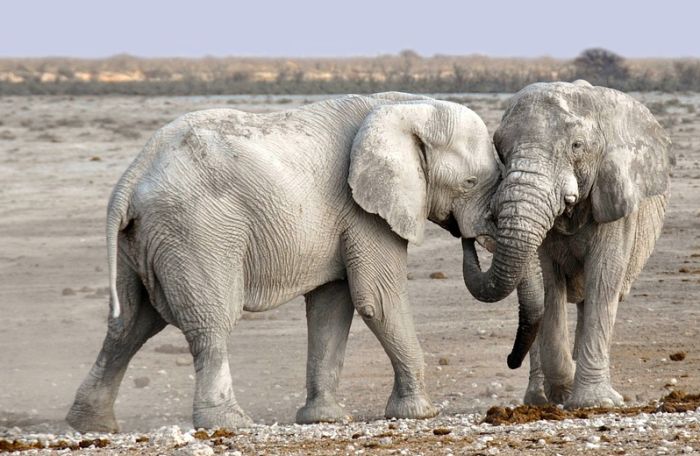 Namibija prodaje 170 slonova da bi sprečila sve češće sukobe ljudi i tih životinja