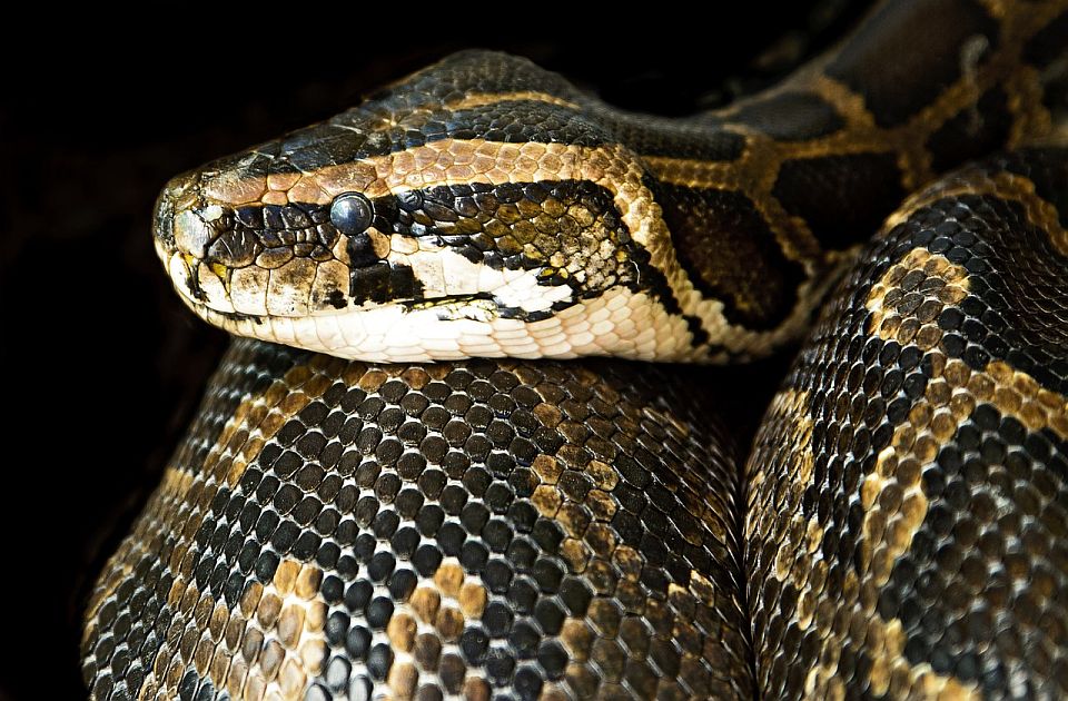 Kvar na vodovodnoj cevi u Olbaniju izazvala zmija duga pet metara