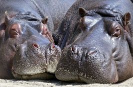  Dva nilska konja u belgijskom zoo vrtu pozitivna na kovid