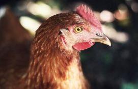Genetski modifikovane kokoške polažu jaja s proteinima za proizvodnju lekova