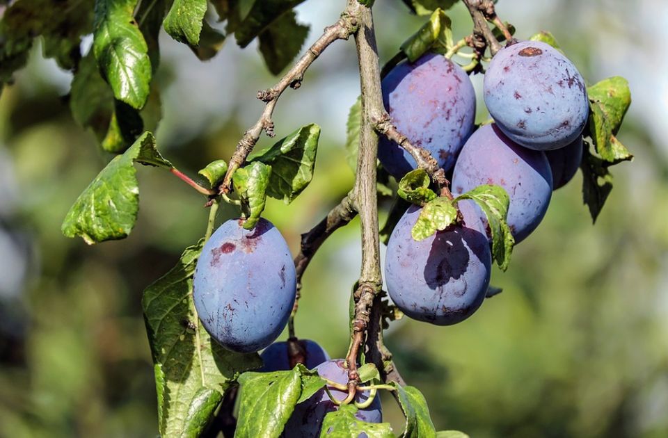 Slovenija povukla šljive iz Srbije