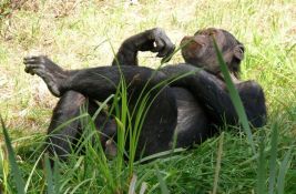 Bolesne šimpanze same se leče lekovitim biljem