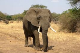 Slon usmrtio turistkinju tokom safarija
