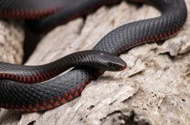 VIDEO: Opasna zmija otrovnica pronađena među igračkama u dečijem krevetu
