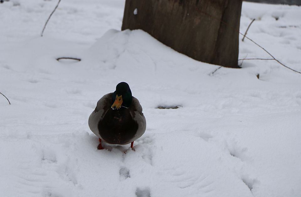 Subota pred Novosađanima ispod nule i sa snegom, padavine do srede