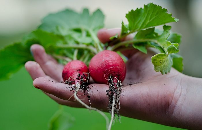 Povrtar iz Niške Banje poklanja salatu i rotkvice siromašnima