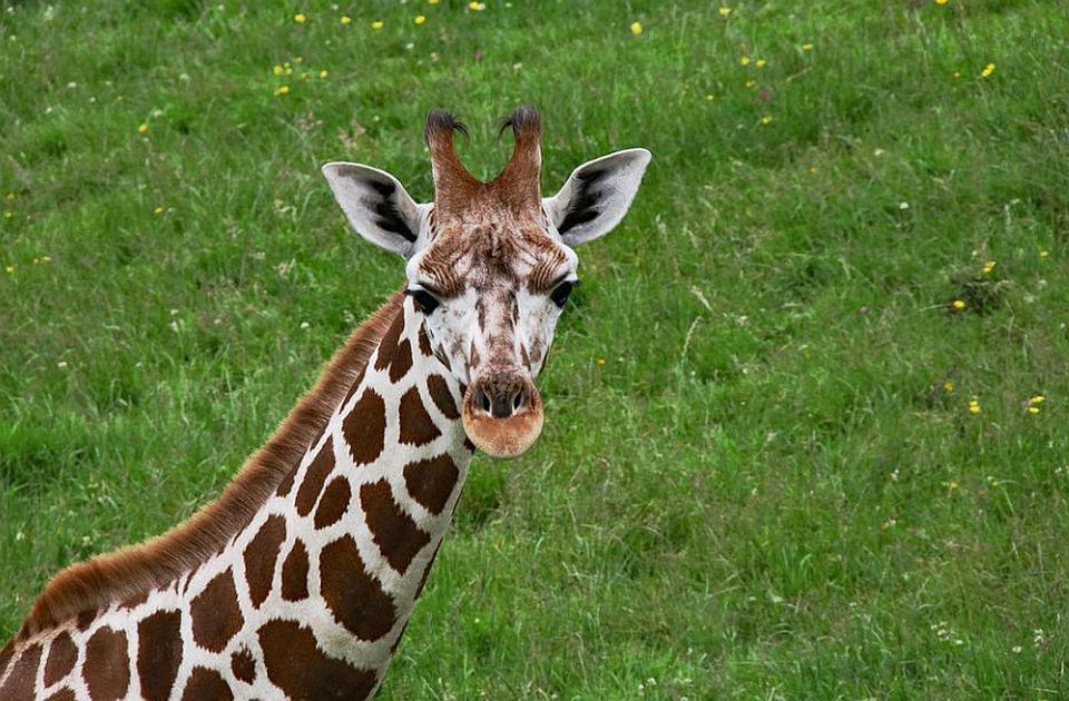 FOTO Izuzetno retka pojava: Rođeni blizanci masajske žirafe