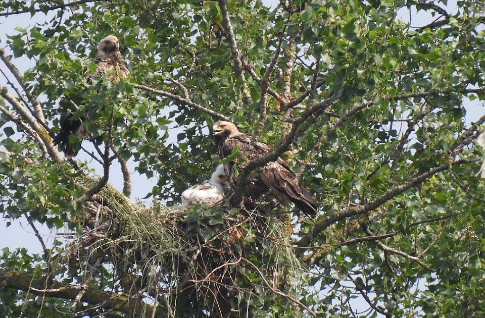 Sve više orlova krstaša u Vojvodini: Bora i Eržika ponosno čuvaju teritoriju u Srpskom Krsturu