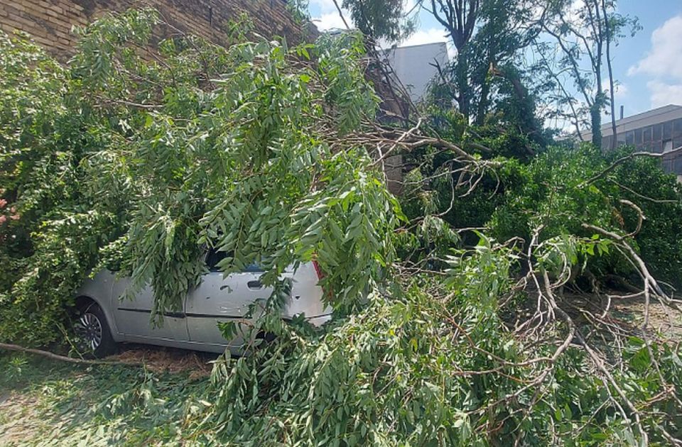 Advokat o nadoknadi štete: Ako je oštećenje od udara drveta, tužiti sva preduzeća zadužena za to