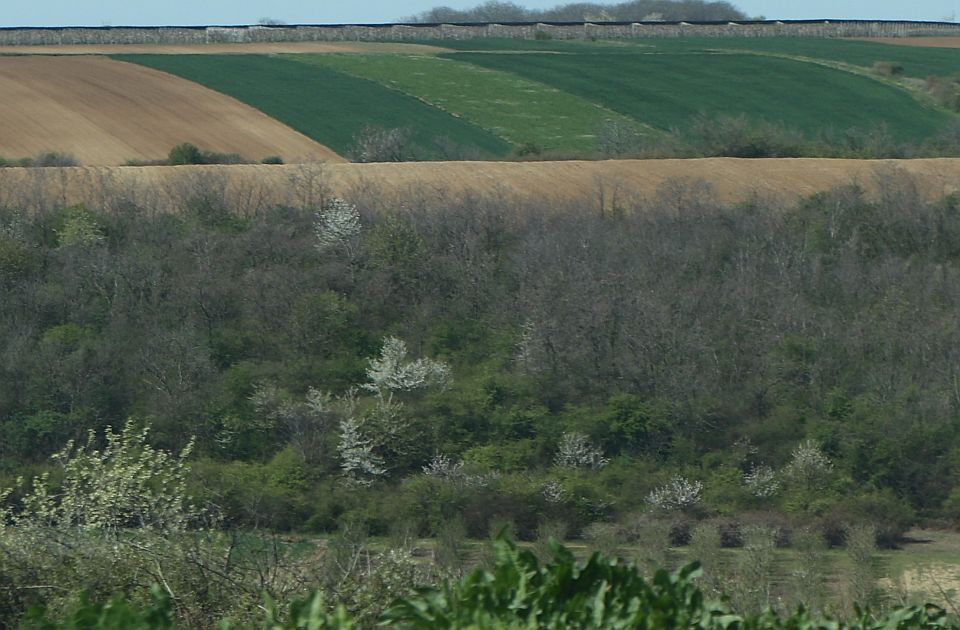 Opštinski službenik pokušao sam sebi da dodeli u zakup poljoprivredno zemljište