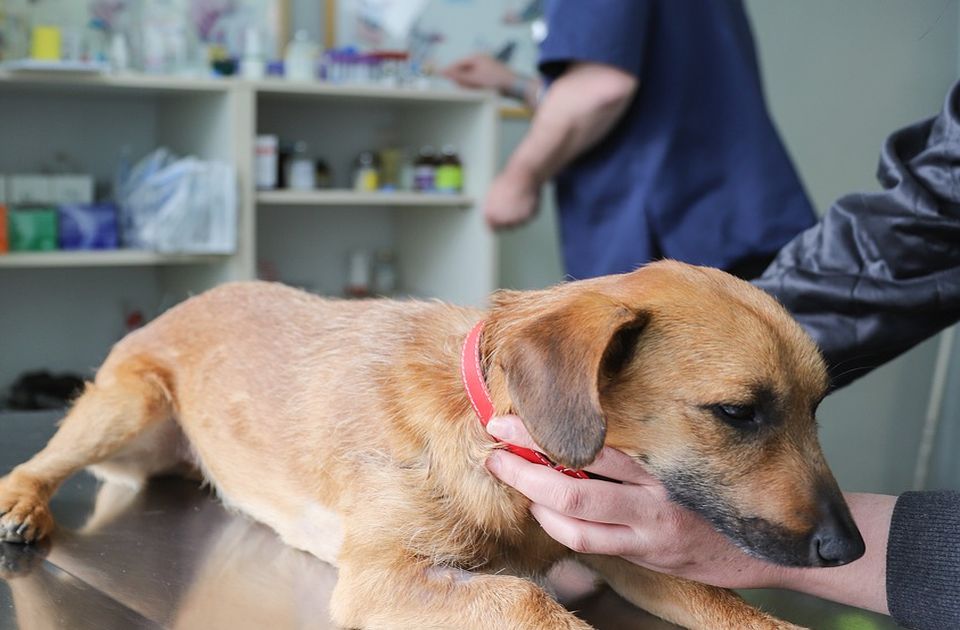 Novosadski veterinari se pridružuju generalnom štrajku u petak