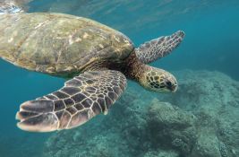 Spasena divlja glavata kornjača oporavila se u Francuskoj i vraćena je u Mediteran 