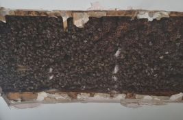 VIDEO: Čuli čudne zvukove u plafonu, pa pronašli 180.000 pčela