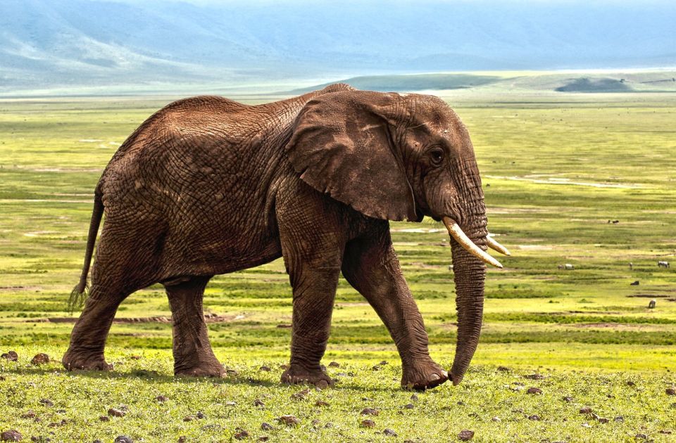 Ugrožen bornejski slon i nekoliko vrsta gmizavaca na Kanarskim i Balearskim ostrvima 