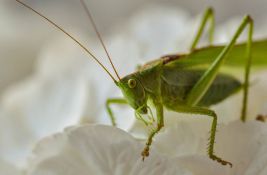 Singapur odobrio konzumaciju 16 vrsta insekata