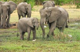 Slonovi nasmrt izgazili španskog turistu: Pokušao da fotografiše bebe slonova, mama pobesnela
