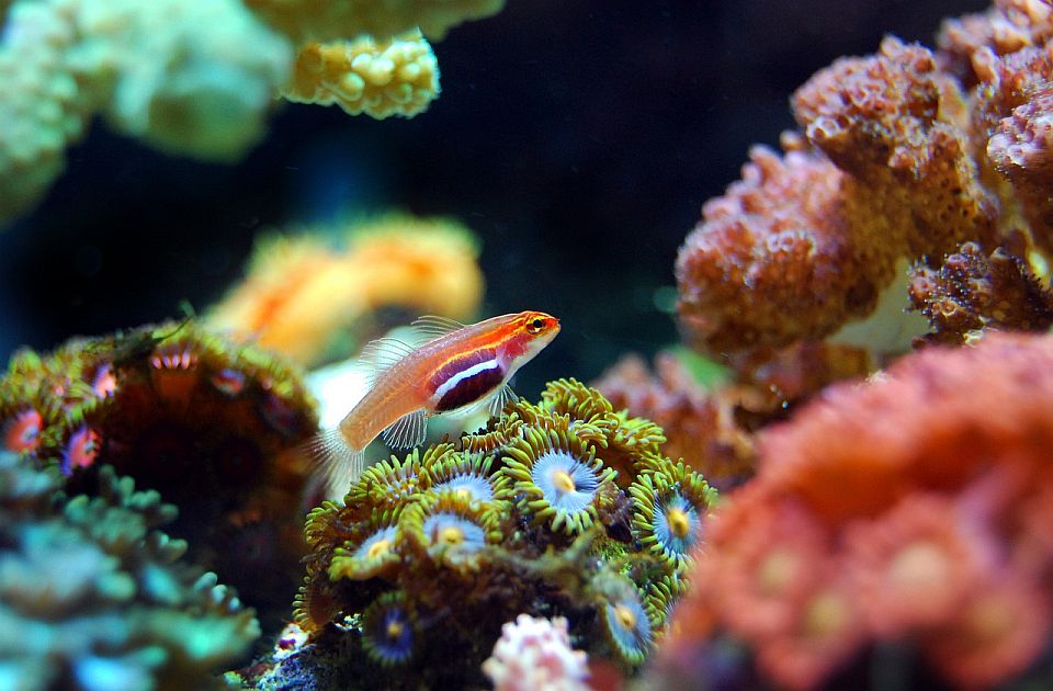 Istraživači pronašli koralni greben koji nije oštećen globalnim zagrevanjem: Neće da kažu gde tačno