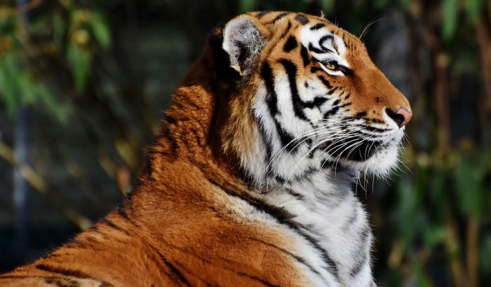 Dve tigrice pobegle iz zoološkog vrta u Indoneziji i ubile čuvara