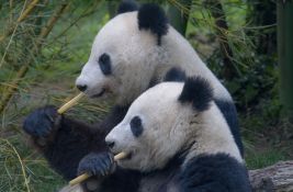 Panda-diplomatija: Zašto Kina oduzima pande zoo vrtovima u Americi?