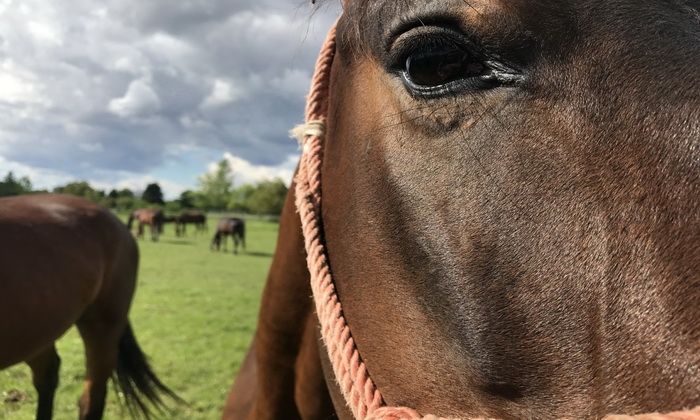 Arapski investitori vode u gubitak agrobiznis u Srbiji, država krije da li joj plaćaju zakup njiva