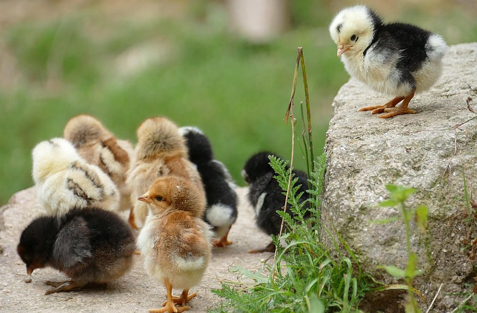 Požar na farmi kod Varvarina, stradalo 10.000 pilića