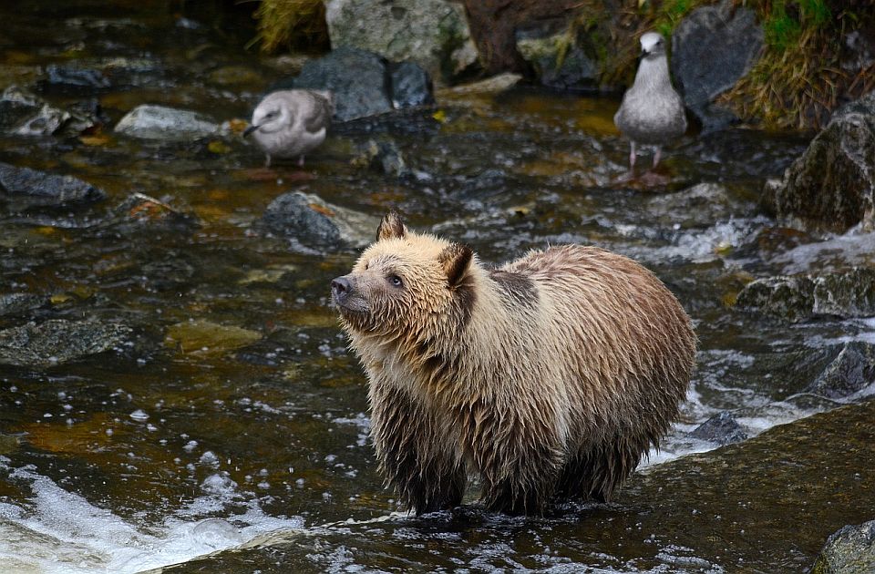 Kanadska pokrajina nakon 18 godina dozvolila odstrel grizlija, pobunila se udruženja