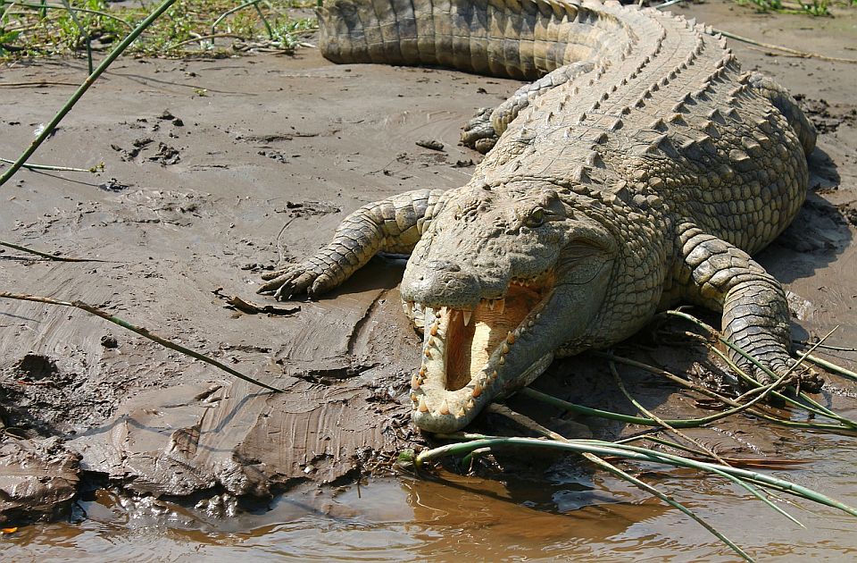 Kad su ga pojeli, svi su bili veseli: Australijanci rešili problem krokodila koji je terorisao grad