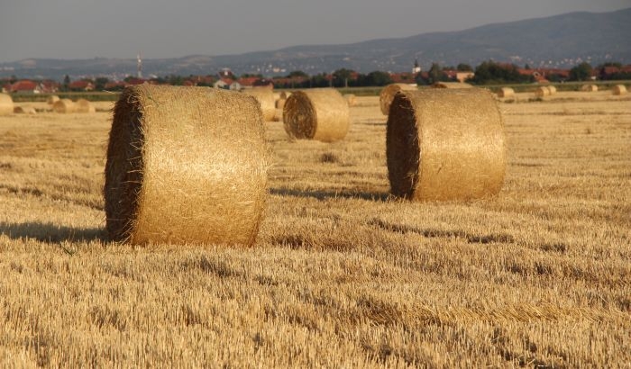 Zašto nema razloga za GMO histeriju kod nas