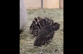 VIDEO: U Zoo vrtu u SAD rođena pegava beba tapira - drugi put za 120 godina