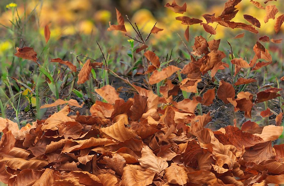 Naredna dva dana u Novom Sadu osetno toplija, u sredu jaka košava