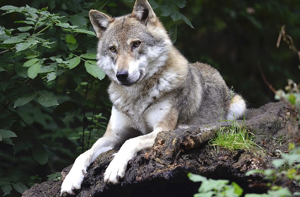 Evropski sud pravde protiv lova na vukove u Španiji, planom bio predviđen odstrel njih 339