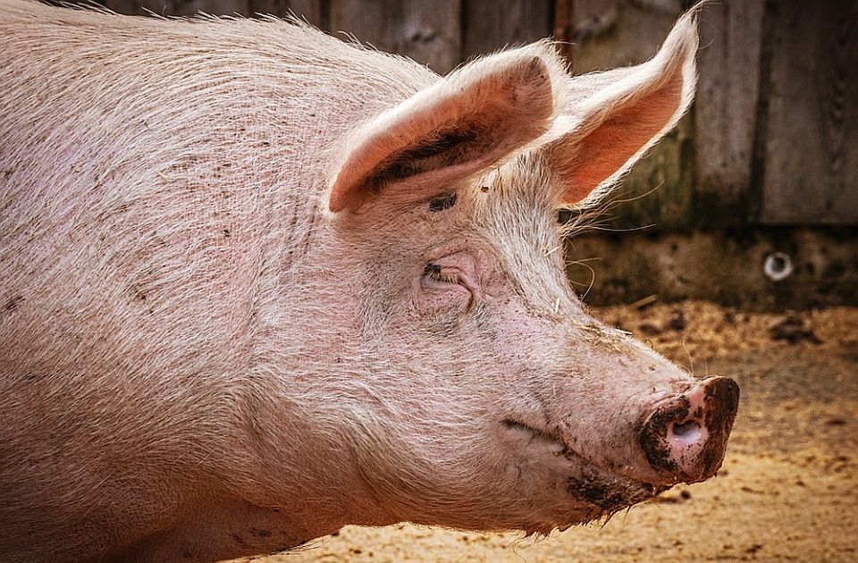 Sanirano pet žarišta afričke kuge svinja na području Čente, ali opasnost nije otklonjena