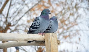 Sneg i danas u većem delu Srbije, od sutra suvo