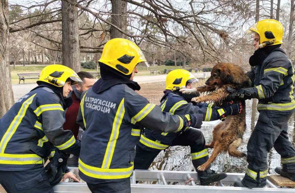 FOTO: Novosadski vatrogasci spasili smrznutog psa zaglavljenog na ostrvcu u Dunavskom parku