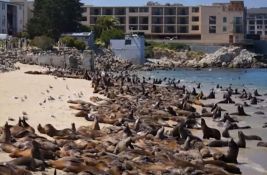 VIDEO: Morski lavovi okupirali kalifornijsku plažu