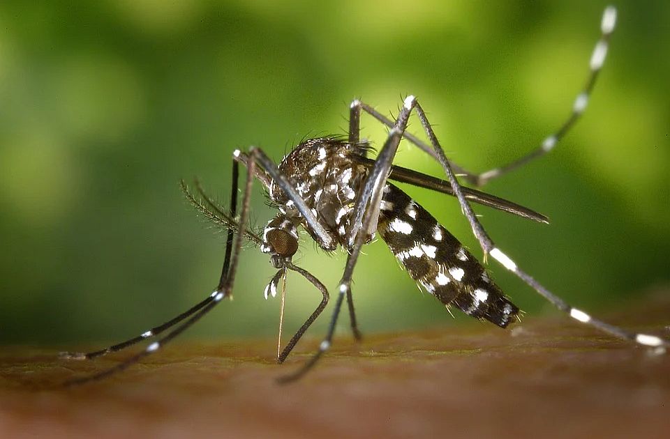 Batut: Ove godine još nije registrovan ni jedan slučaj groznice Zapadnog Nila