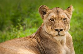 VIDEO Nesvakidašnja scena u parku Serengeti: Lavica 